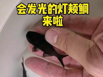 会发光的鱼来了 #灯颊鲷 #frank的私人水族馆 #奇异动物召集令