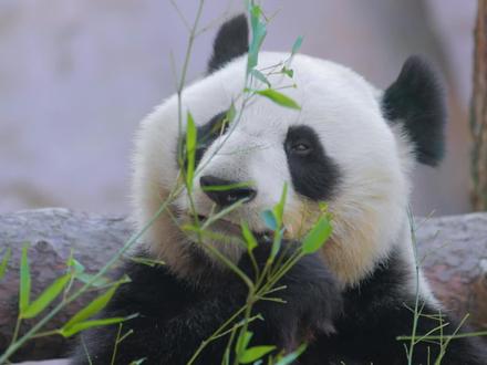 大熊猫是怎么进化出来的? #熊猫 #涨知识 #动物