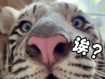 怎么有小猫天天在尿里打滚呀 #白虎 #宫百万