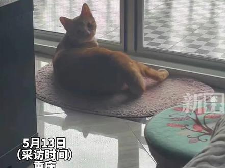 平时叫小猫怎么叫都不过来,主人无意间发现小猫特殊的"声控属性"。(原创采访)#猫咪的迷惑行为 #养猫人