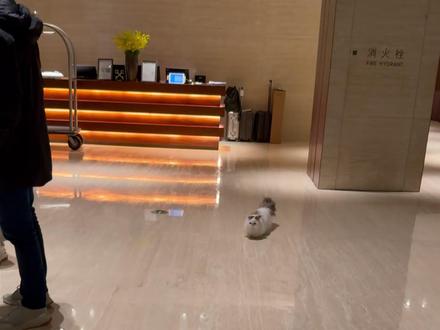梅西:日子怎么可能跟谁过都一样#猫咪的迷惑行为#梅西的猫 #vlog日常#动物的迷惑行为@厨喵COOKMEOW @厨喵|梅西之家 @阿夫Ashraf