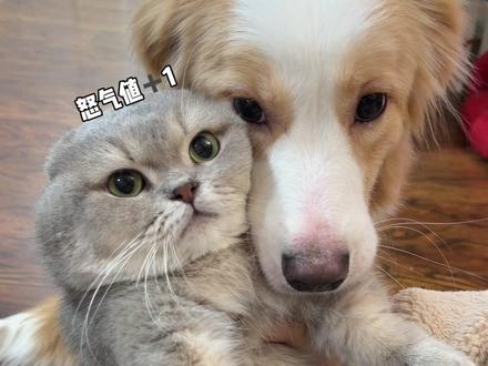 猫:边牧的情商堪比一只成年香蕉#宠物迷惑行为#动物成精系列