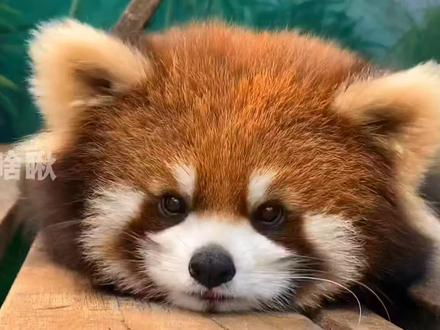 猛兽小熊猫。。。#小熊猫 #可爱到爆炸💥