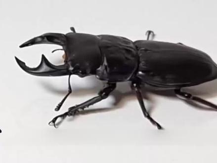 在家手养锹形虫,全程下饭,快@你的yuan种好友一起欣赏#蔡徐坤 #昆虫 #爬宠 #神奇动物在抖音