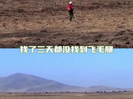 当微漪踏上草原的那一刻,风就告诉格林,妈妈来了#万物皆有灵性 #重返狼群 #狼 #格林 #李微漪