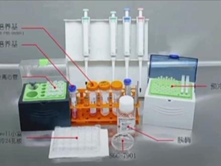 Transwell实验-基本操作