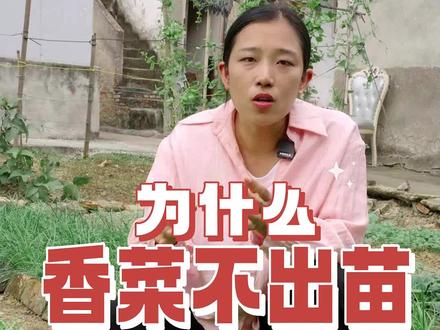 香菜不出苗是什么原因导致的?这些你知道吗?#香菜 #香菜种植 #我的小菜园 #自己种的纯天然的绿色蔬菜 #关注我一起学种菜