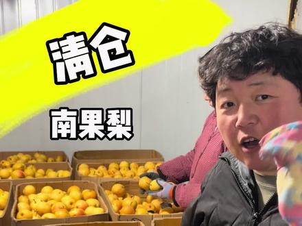 #鞍山南果梨 依然是很好的南果梨,卖的便意是因为库存压力大。春季不耐储存,建议收到货的朋友,三分之一空箱常温,三分之一冷藏,三分之一冷冻。南果梨做冻梨非常好吃。