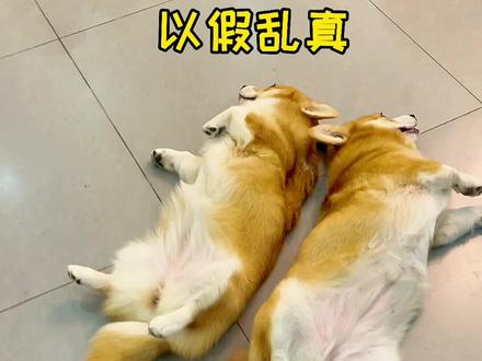 假如柯基都有尾巴~其实也挺好看的呀!#萌宠出道计划 #征集萌宠审核员