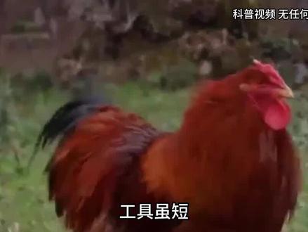 公鸡明明没有生殖器官,到底是怎么完成交配的?原理简单粗暴