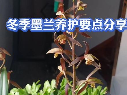 冬季墨兰养护重点分享 #家庭室内阳台养兰 #兰花日常管理养护 #养兰小知识分享