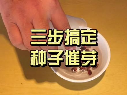 种子催芽并不难,三步学会挺简单#农业种植 #种植小技巧 #三农 #种子发芽 #创作灵感