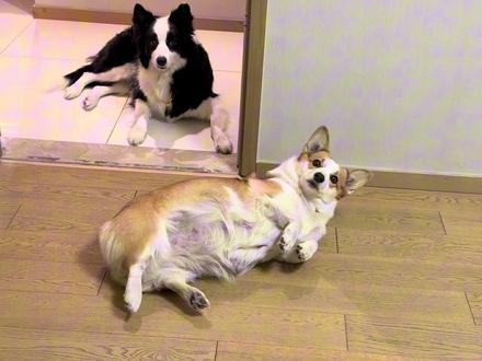 我唱的不好听吗?两狗子干嘛这个表情,无语😑 #宠物迷惑行为 #柯基 #边牧 #狗狗的心思都写在脸上了