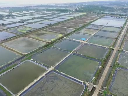 养殖老板不降价,经销商嫌贵,海芒鱼销售进入困境。