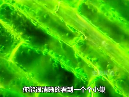 #生物 #细胞 #光合作用 每年光合作用所同化的太阳能约为人类所需能量的10倍,绿色植物是一个巨型的能量转换站