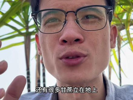 关于南沙甘蔗,你不知道的事情在这里 喜欢吃甘蔗的朋友,还可以到南沙榄核的雁沙村、上泥村、下泥村、湴湄村等继续助农!#说真话 #助农 #vlog