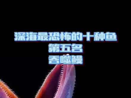 #涨知识 #盘点深海最恐怖的十种生物 第五名,吞噬鳗#科普 #深海最恐怖生物排行榜 #动物世界 #吞噬鳗