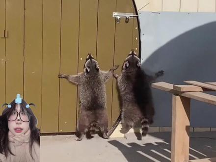 换个角度看动物就会发现真的很搞笑 #动物 #搞笑 #反差 #动物世界 #抽象