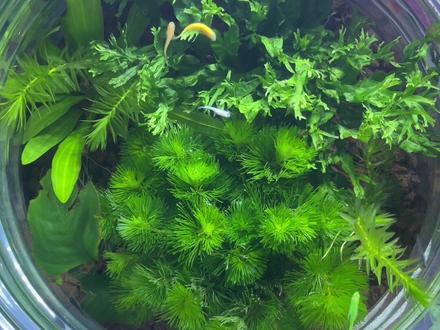 不换水的生态缸 保姆级教程 从原理 制作 注意事项三方面彻底解决大家关于生态缸的所有问题#生态缸 #新手养鱼 #保姆级教程