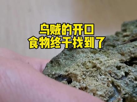 乌贼宝宝的开口食物终于被我找到了! #乌贼 #养鱼 #水族 #frank的私人水族馆