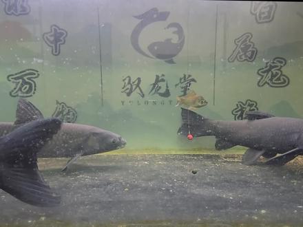 哪个珠珠最好用#黑坑青鱼#珠珠钓青鱼