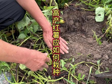 高产红薯应该如何栽种#新农人计划2023 #三农 #抖音助农 #种植小技巧 #田间地头实操干货