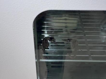 海马标本制作成功#海马 #动物世界 #神奇动物在抖音