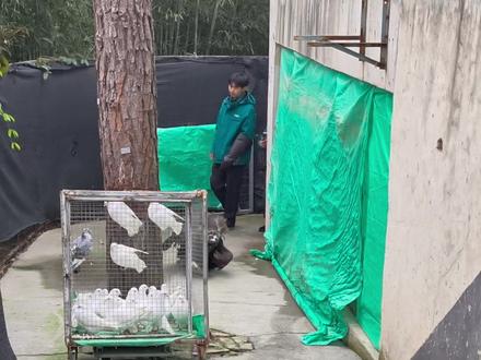 大网红秃秃登场#秃鹫 #沙雕 #座山雕 #萌宠出道计划 #搞笑