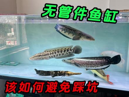 猛鱼缸经过一番改造,再也不用担心水泵被烧坏了#观赏鱼 #水族 #养鱼日记