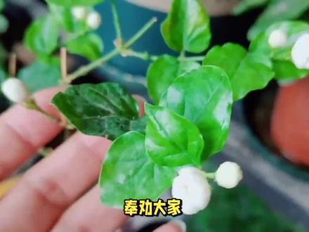 奉劝大家,不要养茉莉花了!这4大问题根本避不开 #茉莉花