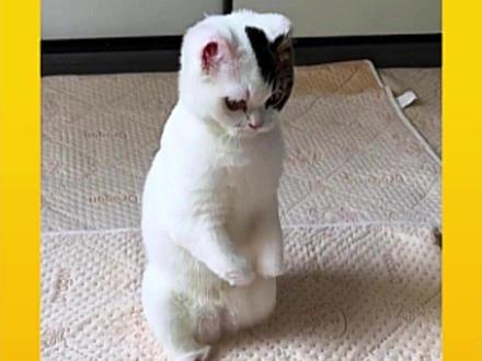 有坏人斩断了它的手脚,妈妈用爱为它铺上柔软的地毯! #猫咪 #温情 #感人 #家人#动物救助@抖音小助手 @DOU+小助手 @DOU+上热门