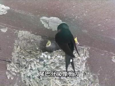 四川一地燕子持续4天满天飞,网友质疑地震前兆,究竟是真是假?