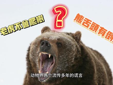 #辟谣 老虎不会爬树? 熊舌头有倒刺?
有多少你们深信不疑的?你们还听过什么传闻,分享出来咱们讨论一下。#老虎 #熊