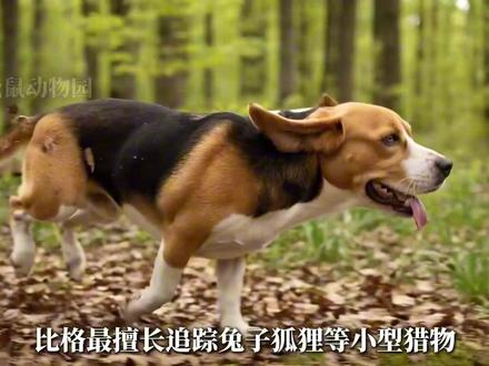 《世界十大顶级猎犬:荒野中的忠诚与荣光》 #科普 #猎犬 #牧场生活 #萌宠出道计划 #大型犬的温柔