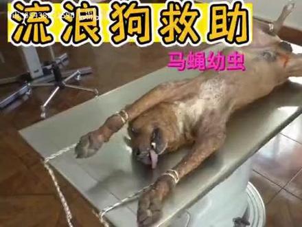 145. 救助被马蝇幼虫寄生生命垂危的狗子