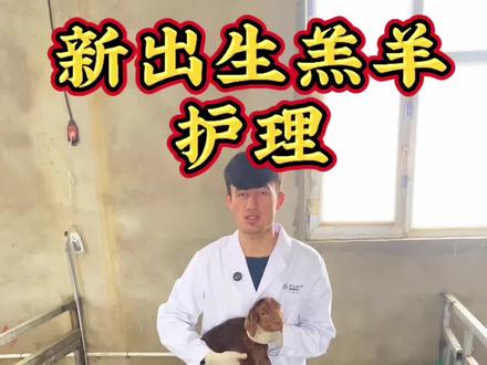 小羔羊护理方法#养殖技术 #养殖技术交流 #三农