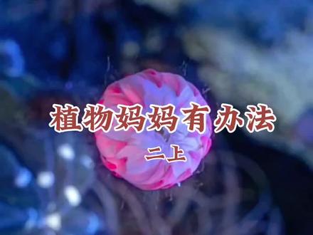 二上《植物妈妈有办法》 运用拟人的手法,介绍了蒲公英、苍耳、石榴、豌豆传播种子的方法,让孩子感受植物王国的神奇,激发探索自然奥秘的热情。#原创朗读 #家长收藏孩子受益