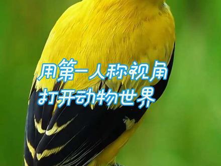 一些常见的鸟类,有你喜欢的鸟叫声吗?#爱鸟护鸟 #鸟 #鸟类 #用第一人称视角打开动物世界