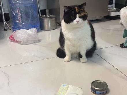 我这辈子算是指望不上上厕所让我的猫给我送纸了#养猫的乐趣 #超级无敌大开门 #纸巾胡萝卜 #萌宠创作者计划 #宠物出道计划 @超级无敌大开门