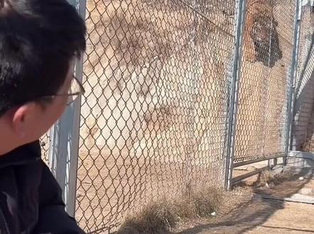 彪哥玩木头人,超级可爱