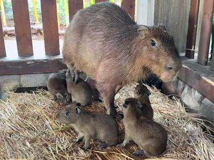 4月26日17点58分喜提5枚豚宝宝#水豚#卡皮巴拉