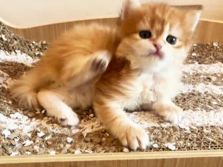 谁见到咪的头套了#小猫 #外星猫 #小小咪 #长官