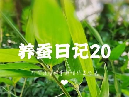 今天让大家看看我是怎么抽蚕丝的,原来蚕吐的丝是一整条呢#抖音创作者大会 #生活碎片记录 #我的日常 #养蚕 #制作蚕丝扇