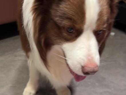 爸爸听完之后沉默了很久 #萌宠 #狗狗 #养狗的乐趣 #狗狗海龟汤 #海龟汤