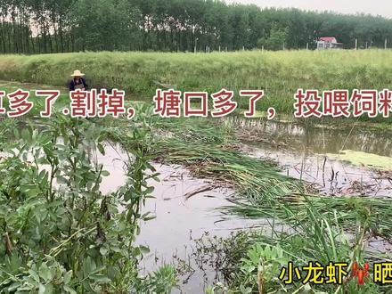 草多了割草,塘口多了给小龙虾投喂饲料