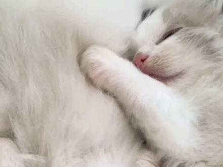 为什么有的布偶猫不粘人呢?
#布偶猫冷知识