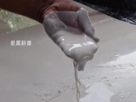 原来我们扔掉的螺壳和贝壳还有这么大用处