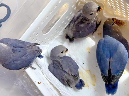 牡丹鹦鹉20天掏窝和10天掏窝手养的区别#手养牡丹鹦鹉 #牡丹鹦鹉 #手养鹦鹉 #鹦鹉日常 #牡丹鹦鹉手养鸟 #紫罗兰牡丹鹦鹉