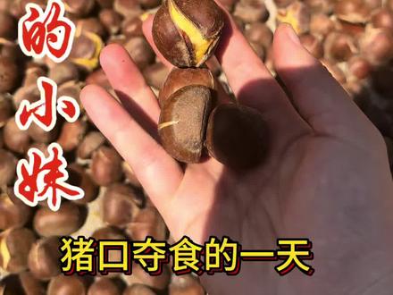 从没有想过有一天我也要“猪口夺食”了😂😂😂 另外我温柔善良的妈妈应该看到了我这个视频吧(耶 又是坑爹的一天)#三农养殖新技术 #新三农计划 #豫西黑猪