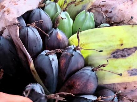 美味的野芭蕉! 美味的野芭蕉!